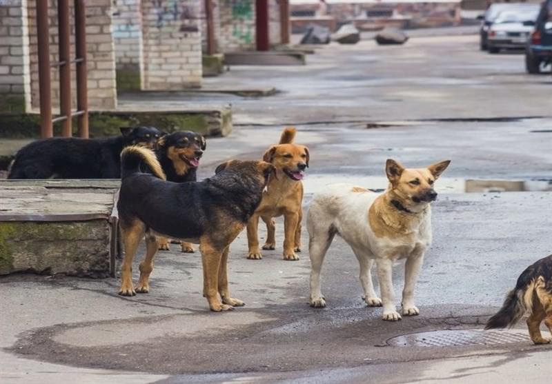 “سگهای ولگرد” سالانه جان ۳۵۰۰۰ انسان را می‌گیرند!